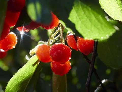 Cherry tree ripe fruit close shot Stock Photos