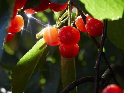 Cherry tree ripe fruit close shot Stock Photos