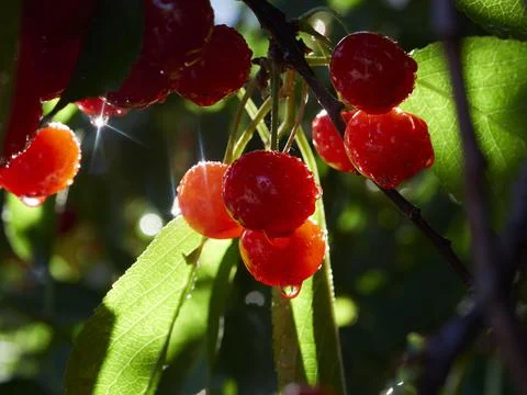 Cherry tree ripe fruit close shot Stock Photos