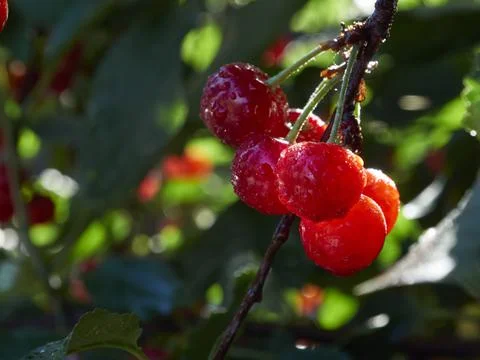 Cherry tree ripe fruit close shot Stock Photos