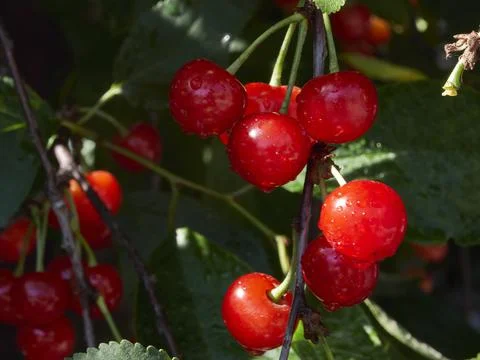 Cherry tree ripe fruit close shot Stock Photos