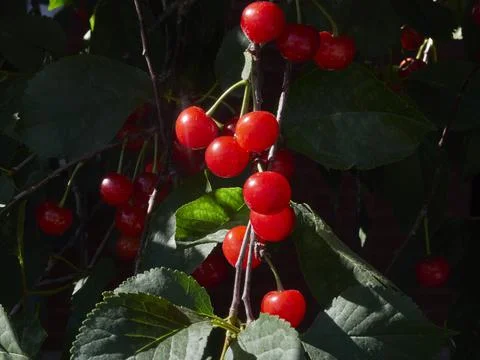 Cherry tree ripe fruit close shot Stock Photos
