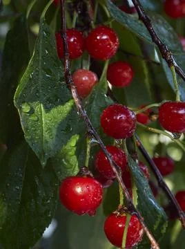 Cherry tree ripe fruit close shot Stock Photos