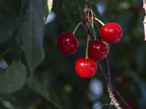 Cherry tree ripe fruit close shot Stock Photos