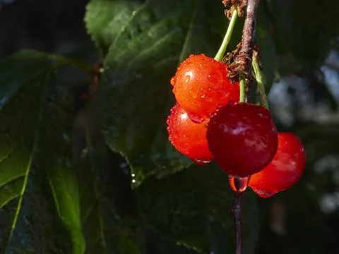 Cherry tree ripe fruit close shot Stock Photos