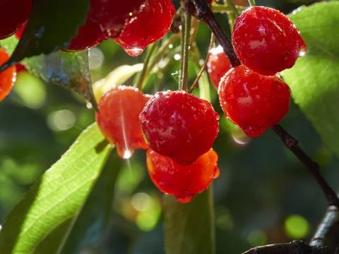 Cherry tree ripe fruit close shot Stock Photos