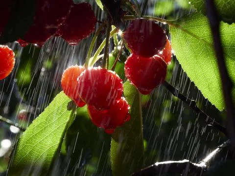 Cherry tree ripe fruit close shot Stock Photos