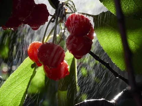 Cherry tree ripe fruit close shot Stock Photos