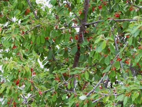 Cherry tree with ripe fruit Stock Photos