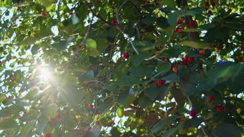 Cherry tree with ripe red cherries and green leaves. Sunlight filtering through Stock Footage 276881008