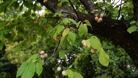 Cherry tree ripening fruit branches pan shot Stock Footage 138172578