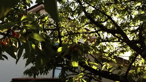 Cherry Tree With Ripening Fruit in Residential Backyard Garden Vídeos de archivo 336759924