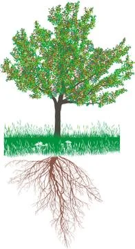 Cherry tree with roots with fruit イラスト素材