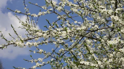 A cherry tree with sea of white splendid blossom, waving in the spring wind. Stock Footage 39095310