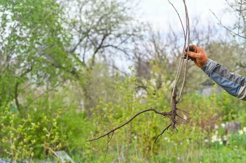 A cherry tree seedling with a root in his hand. Stock Photos