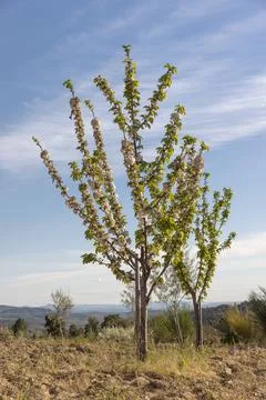 Cherry tree seen from below. Stock Photos