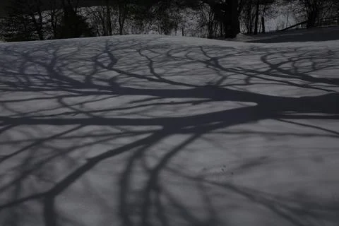 Cherry Tree Shadows on Snow During Wolf Moon Stock Photos