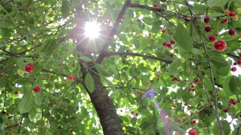 Cherry tree shining rays of the sun Vidéo 52087046