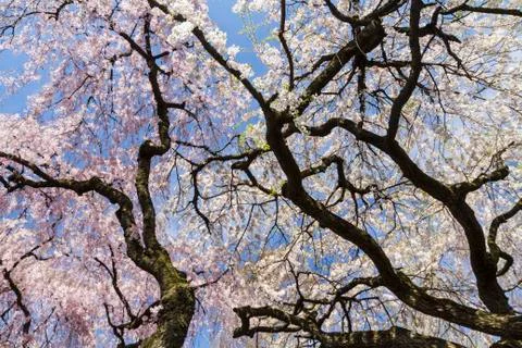 Cherry tree sky silhouette Stock Photos