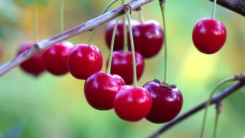 Cherry tree in slow motion 250fps Stock Footage 94419007
