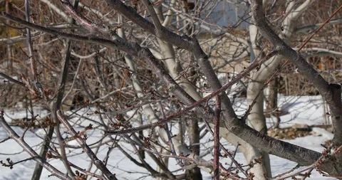 Cherry tree in the snow Stock Footage 97482984