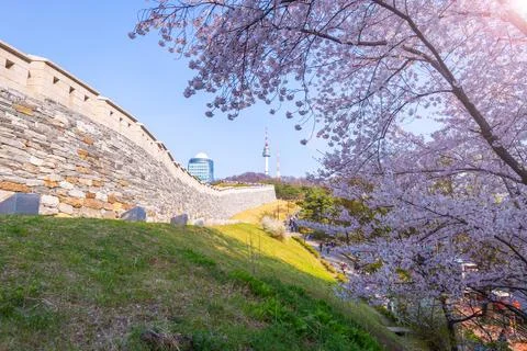 Cherry tree in spring and Namsan Mountain with Namsan Tower in the backgrou.. Stock-Fotos