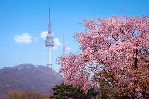 Cherry tree in spring and Namsan Mountain with Namsan Tower in the backgrou.. Stock Photos