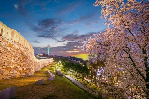 Cherry tree in spring and Namsan Mountain in the background, Seoul. South K.. Foto stock