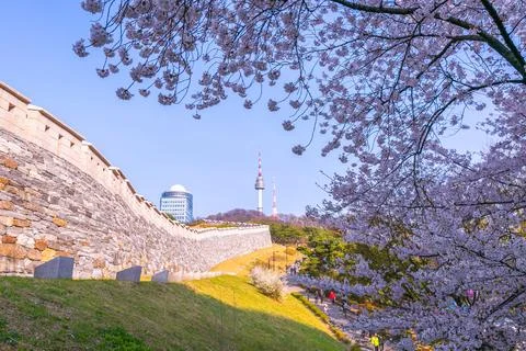 Cherry tree in spring and Namsan Mountain with Namsan Tower in the backgrou.. Stock Photos