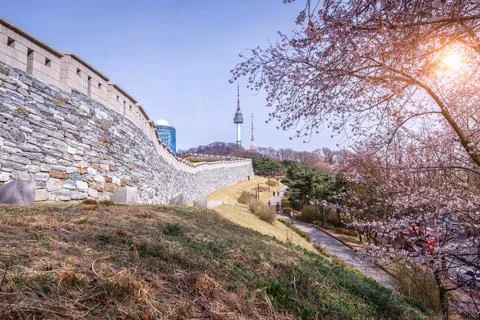 Cherry tree in spring and Namsan Mountain with Namsan Tower in the backgrou.. Stock Photos
