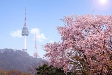 Cherry tree in spring and Namsan Mountain with Namsan Tower in the backgrou.. Stock Photos