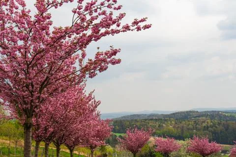 Cherry tree in spring austria Stock Photos
