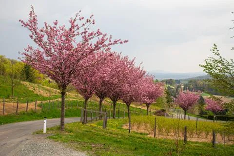 Cherry tree in spring austria Stock Photos