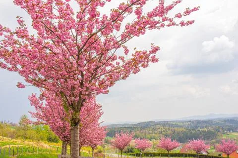 Cherry tree in spring austria Stock Photos