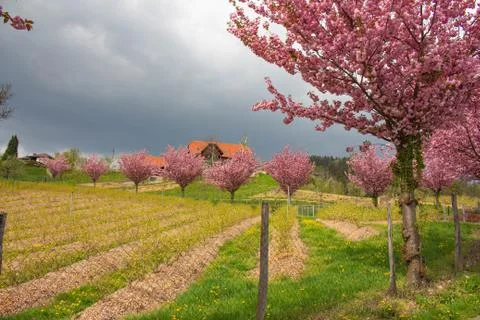 Cherry tree in spring austria Stock Photos