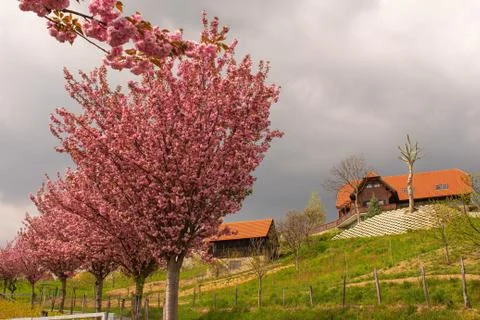 Cherry tree in spring austria Stock Photos