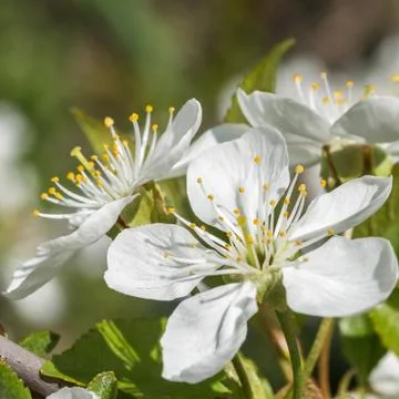 Cherry tree spring blossom close up on blue white background Stock Photos