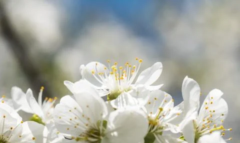 Cherry tree spring blossom close up Stock Photos