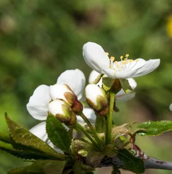 Cherry tree spring blossom close up Stock Photos