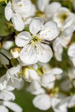 Cherry tree spring blossom close up Stock Photos