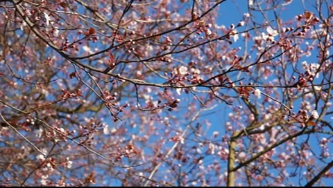 Cherry tree in spring blossom Stock-Footage 7908020
