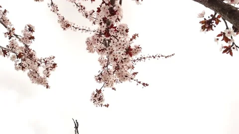 Cherry tree in spring.  Cherry tree flowers. Japanese cherry and Sakura Stock Footage 191986326