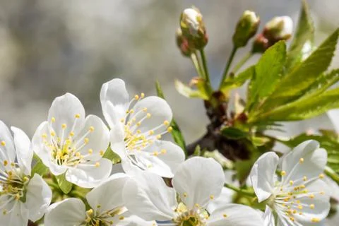 Cherry tree spring flowers close up Stock Photos
