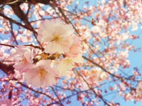 Cherry tree spring flowers, small cluster blossom on the branch in the park Fotos Stock
