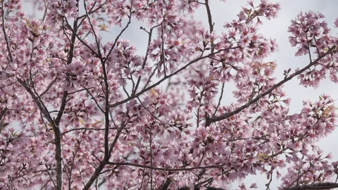 Cherry tree in spring Stock Footage 102362837