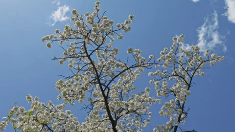 Cherry tree in a spring garden with white flowers on the branches Video stock 313378325