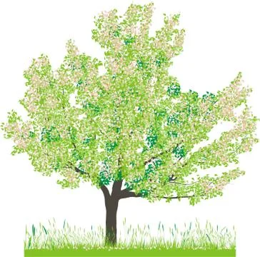 Cherry tree in spring Stock-Illustration