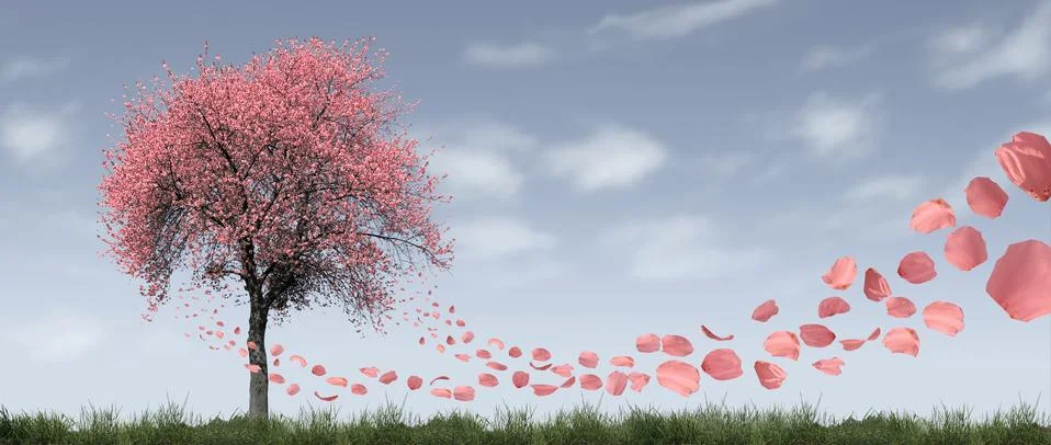 Cherry tree spring panorama fly blossoms leaves blow wind sky Stock Photos