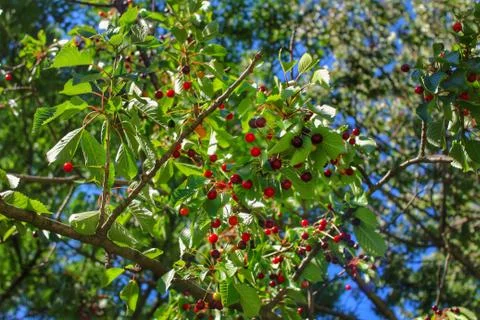 Cherry tree in spring Stock Photos