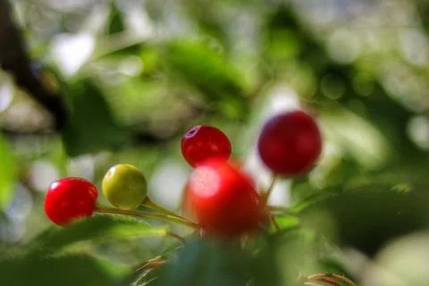 Cherry tree in spring Stock Photos